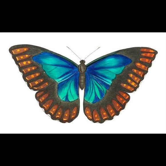 8 Horizontal Framed Butterfly Prints - Picture 6 of 9